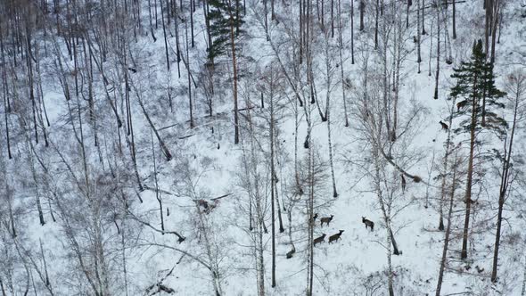 Top View of a Family of Wild Deer in the Winter Forest