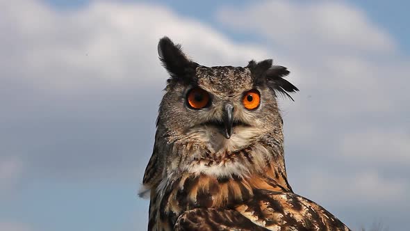750089 European Eagle Owl, asio otus, Portrait of Adult Looking around, Real Time alt