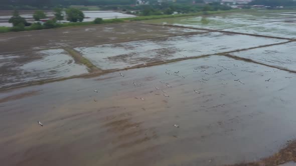 Aerial look down group Asian openbill stork birds fly alt