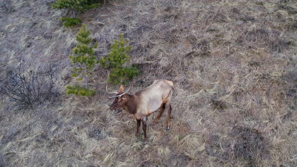 Top View of a Wild Horned Deer Looking Into the Camera