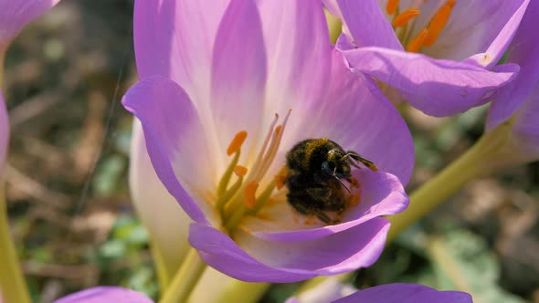 Bumblebee Cleans Its Antennae and Proboscis From Pollen alt