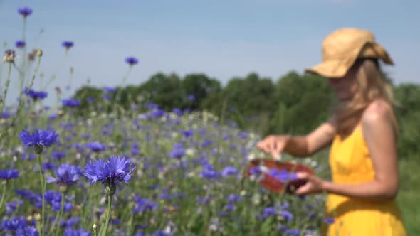 Blue Cornflower Blooms and Blurred Herbalist Woman Gather Herbs