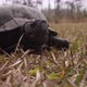Close up of a Gulf Coast box turtle coming towards camera - VideoHive Item for Sale