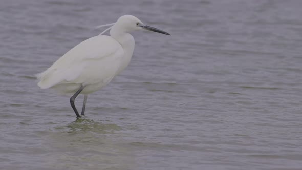 Little Egret Walks in a Lake
