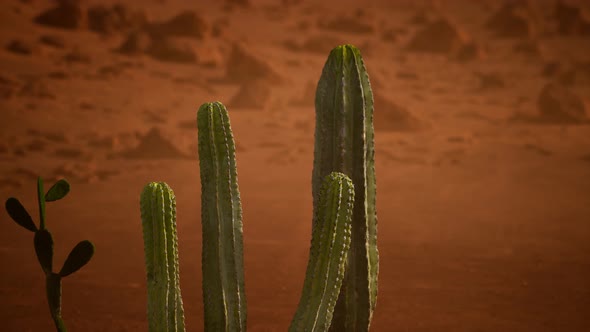 Arizona Desert Sunset with Giant Saguaro Cactus alt