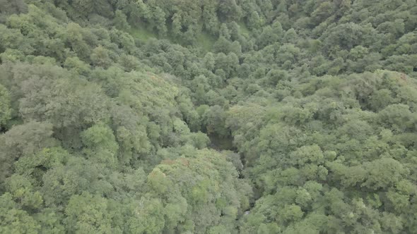 Mtirala National Park from drone, Adjara, Georgia. Flying over subtropical mountain forest alt