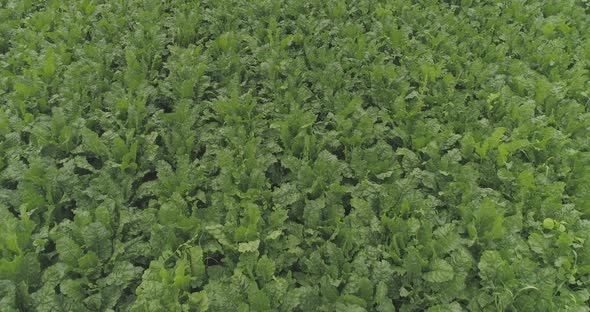 Aerial view of a beet plantation alt