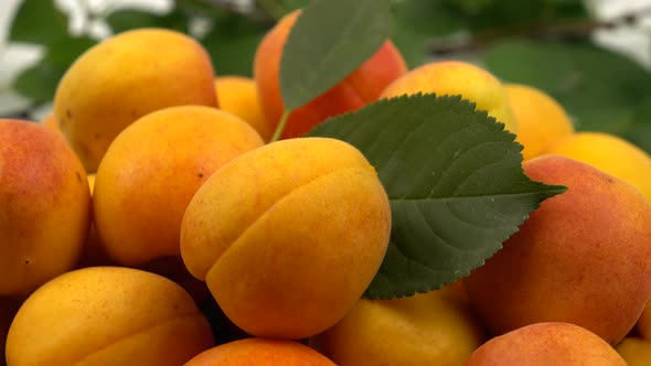 Harvest fresh apricots