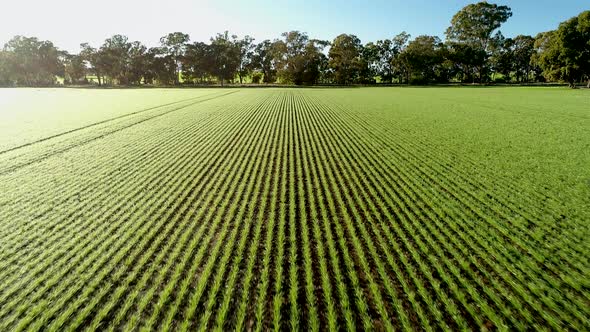 Flying over lush green cotton field; drone tilt-up shot, Australia alt