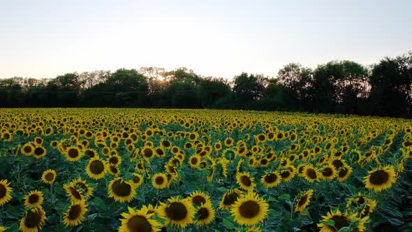Sunflowers Field on Sunset