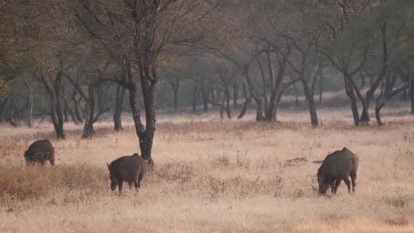 Male Indian Wild Boars Grazing in Ranthambore National Park, Rajasthan, India alt