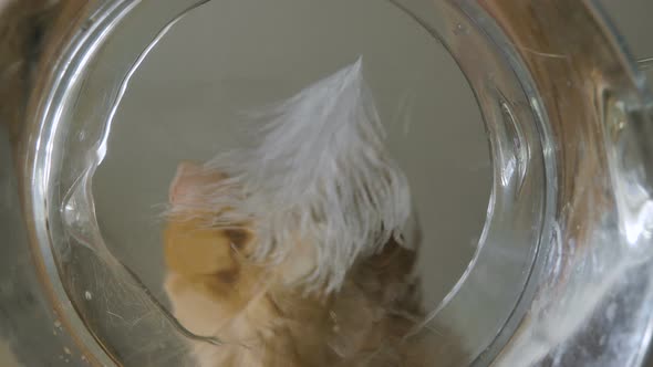 Red Cat Tries To Take Feather in Glass Jug with Clear Water alt