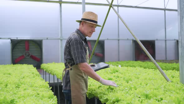 Caucasian male business owner observes about growing organic arugula on hydroponics farm