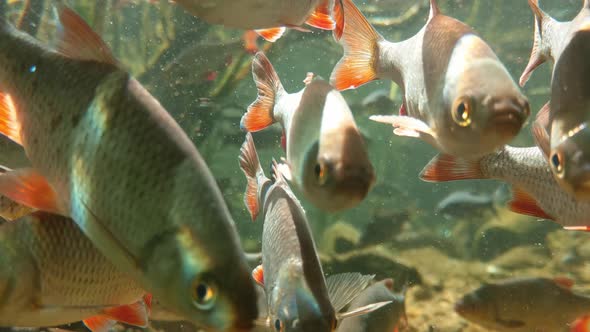 A large school of fish swims in the water