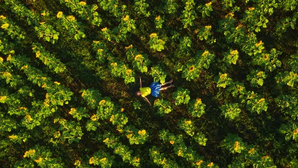 Girl Lies in a Field of Sunflowers, a Smooth Departure, Aerial Photography alt