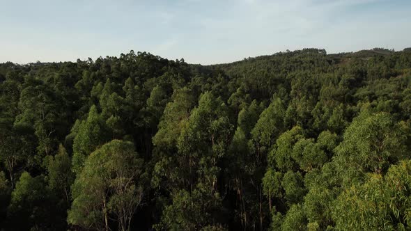 Forest with Blue Sky alt