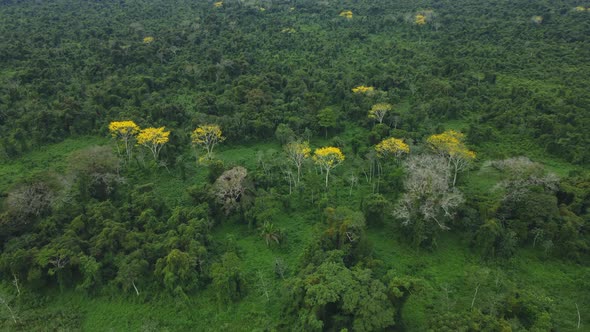 Untouched Dense Rainforest