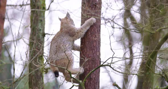 Playfull Lynx Cat Cub Climbing in a Tree in the Forest alt