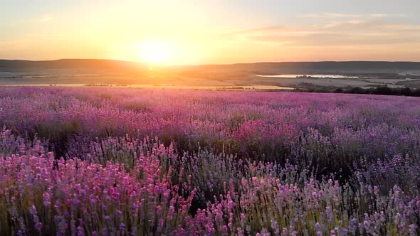 Flight Over Big Hill of Lavender Meadow at Sunset