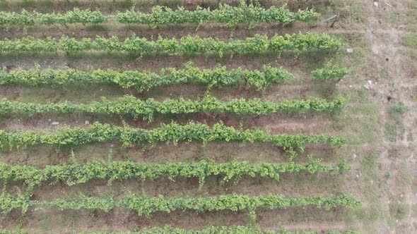 Aerial flight over beautiful vineyard landscape in Kvareli, Georgia alt