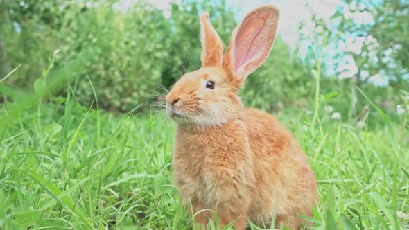 Cute Adorable Red Fluffy Rabbit Sitting on the Green Grass Lawn in the Backyard alt