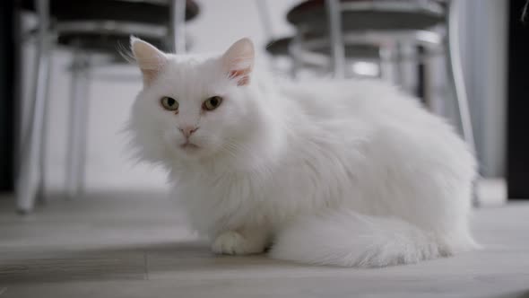 White Cat alt