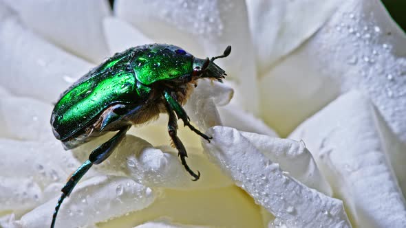 Close-up View of Green Rose Chafer - Cetonia Aurata Beetle on White Flower of Peony. Amazing Emerald alt