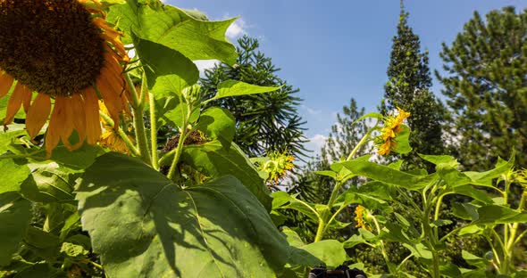 A hedge of sunflowers in the middle of a pine forest