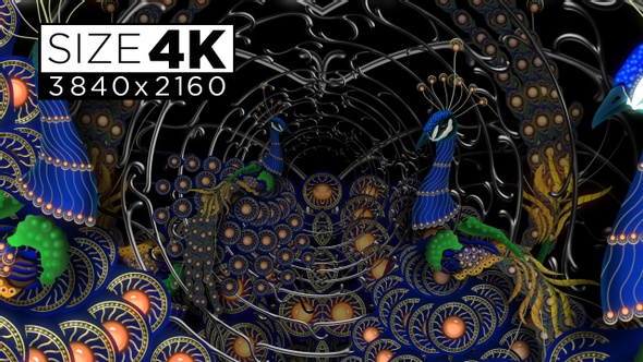 Peacock 4k 02