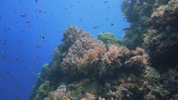 camera gliding over a beautiful & healthy reefs in Indonesia. alt