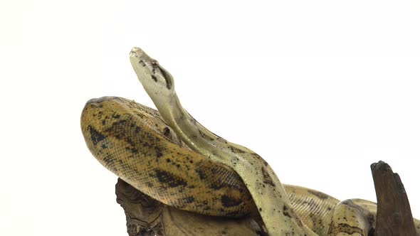 Columbian Boa or Boa Constrictor Imperator on Wooden Snag Isolated in White alt