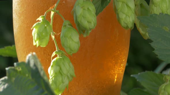 Beer Is Poured Into a Glass. Hop Cones and Freshly Brewed Draft Beer. Low Alcohol Drink.