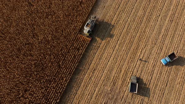 Aerial Drone View Flight Over Harvester Harvesting Dry Corn alt