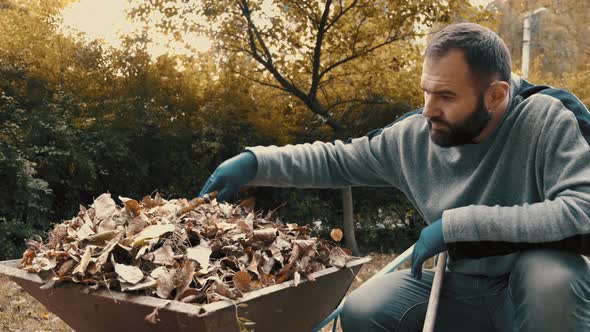 Garden Worker Who Is a Man Loading Dry Leaves and Tree Branches on To a Wheelbarrow alt