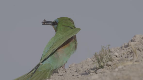 Green Bee-Eater Caught an Insect