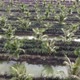 Aerial view oil palm and pineapple farm - VideoHive Item for Sale