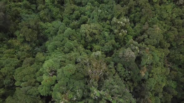 Green bush in New Zealand aerial