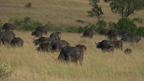 African Buffalo herd grazing alt