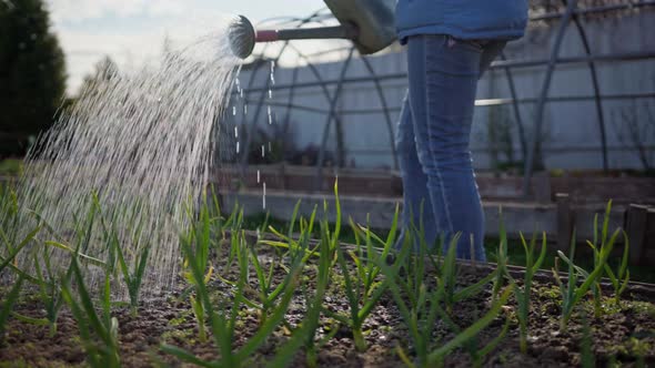 Gardener Goes Waters From Watering Can Seedlings of Young Onions in Garden Bed