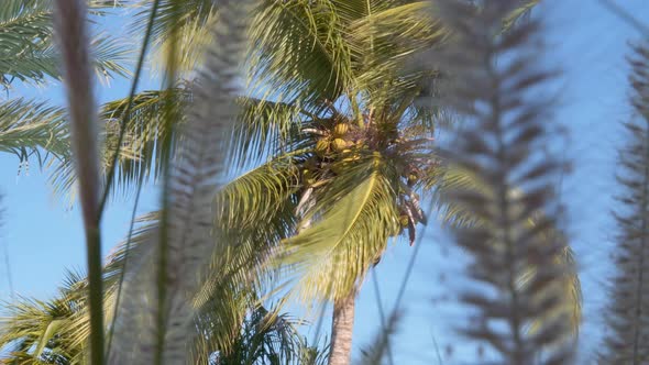 Coconut palm tree shaked by wind. Low-angle pov through leaves alt