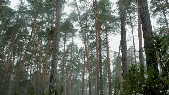 Coniferous tree trunks in motion in the forest on a winter day alt