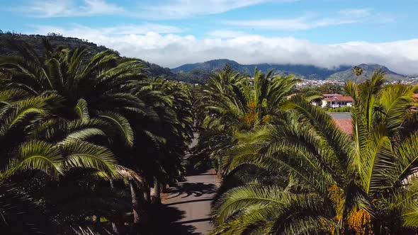 Flight Along the Palm Grove alt