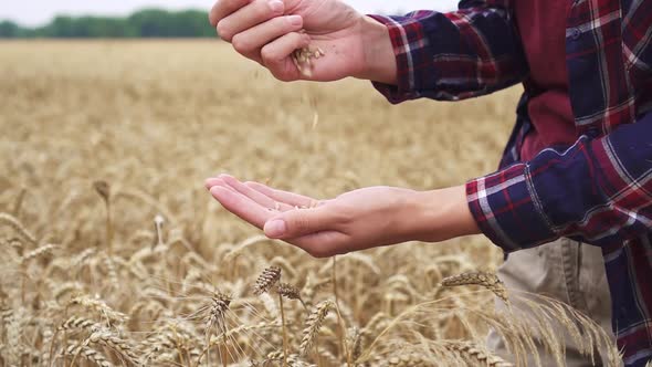 Farm Inspection And Inspection Of The Wheat Field. The Girl Agronomist Examines The Crops In Field alt