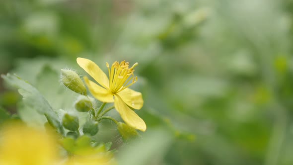 Flower bush of yellow greater celandine close-up 4K 2160p 30fps UltraHD footage - Shallow DOF herbac alt