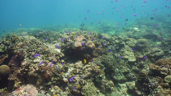 Coral Reef with Fish Underwater alt