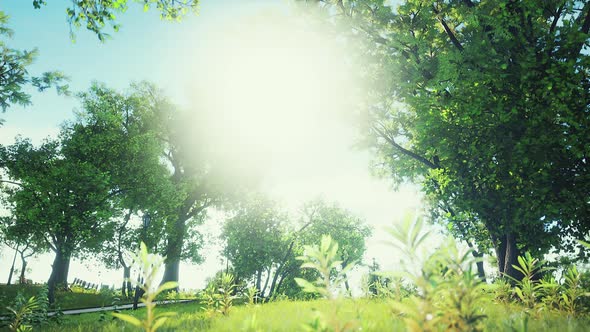 Vibrantly Green Park Space Deserted Due to the the Covid 19 Lockdown alt