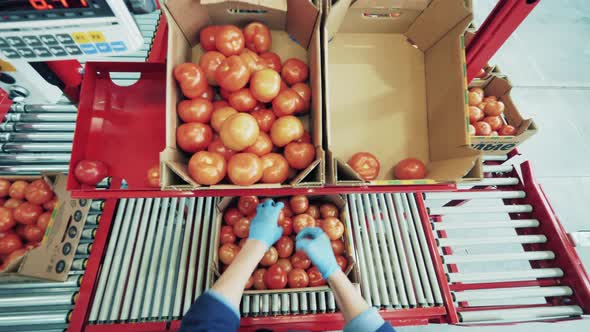Close Up of Tomatoes Being Put Into Carton Boxes alt