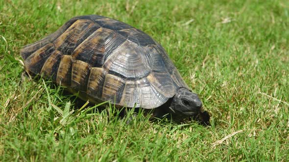 Tortoise Crawls on Green Grass