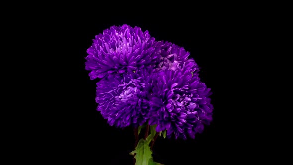 Beautiful Violet Aster Flowers Opening alt