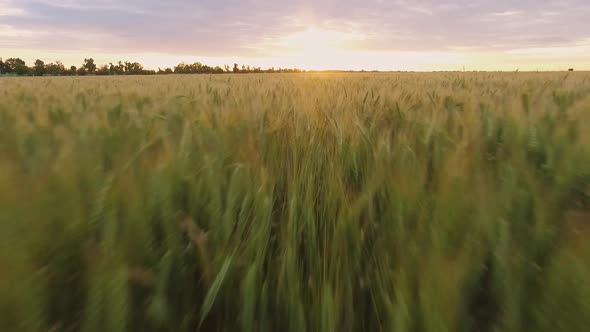 Slow Motion of Drone Flying Around Wheat Field at Beautiful Sunset Landscape